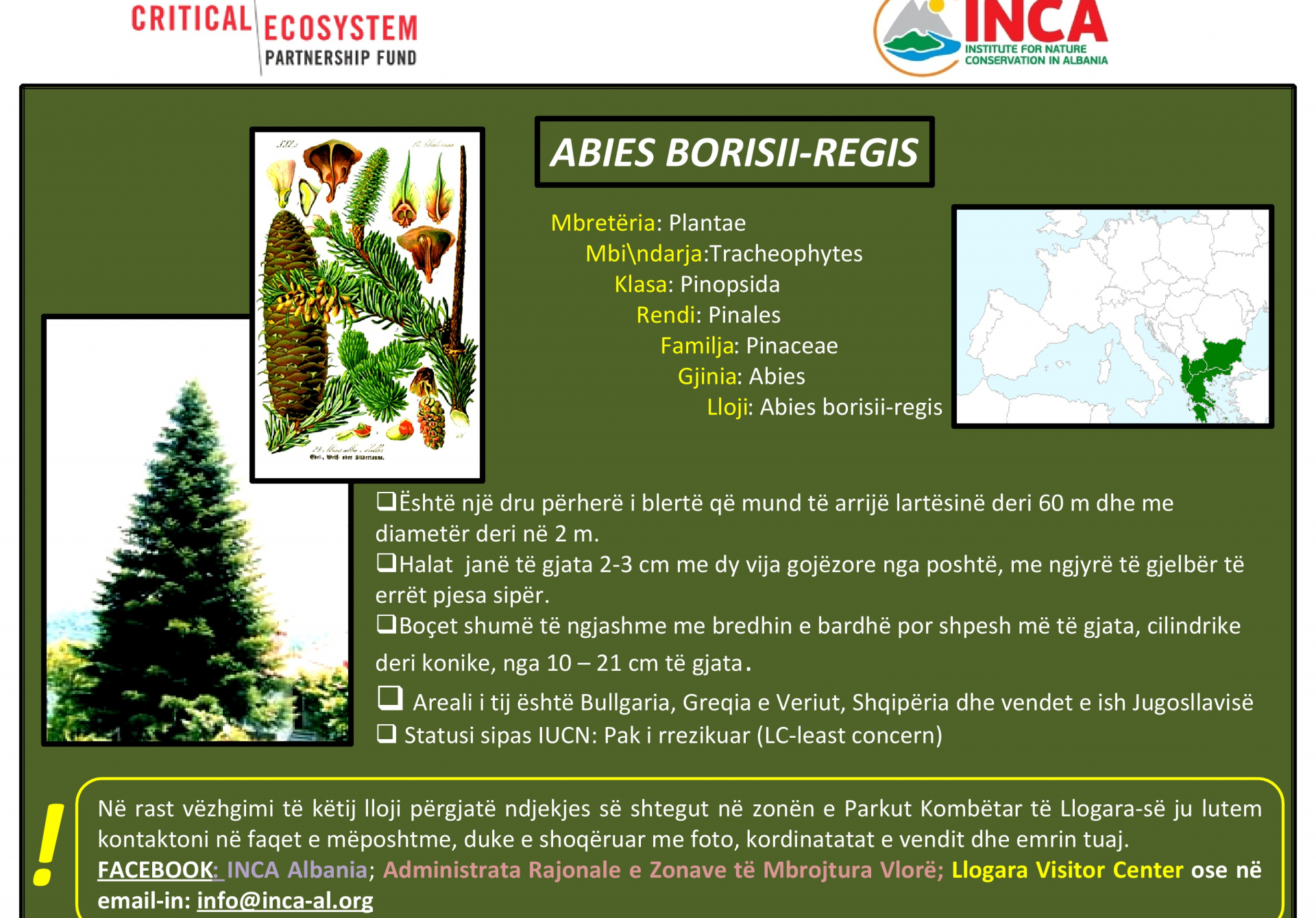 Të njohim speciet - Abies borisii-regis